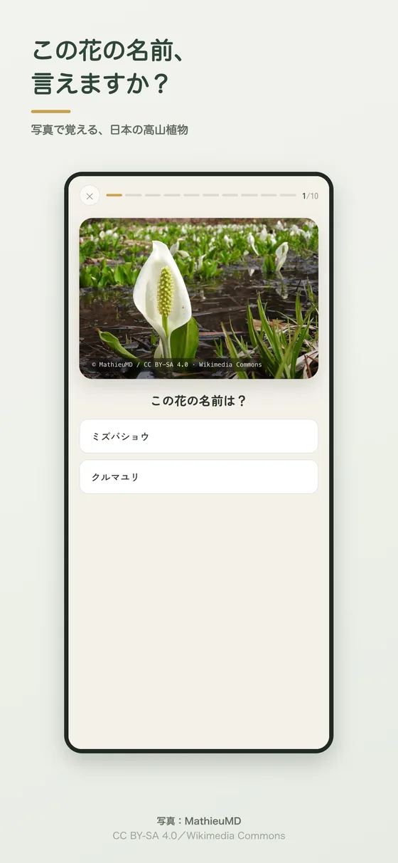 山の花名人のクイズ画面