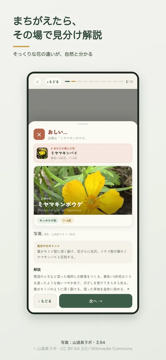 まちがえた時の見分け解説画面