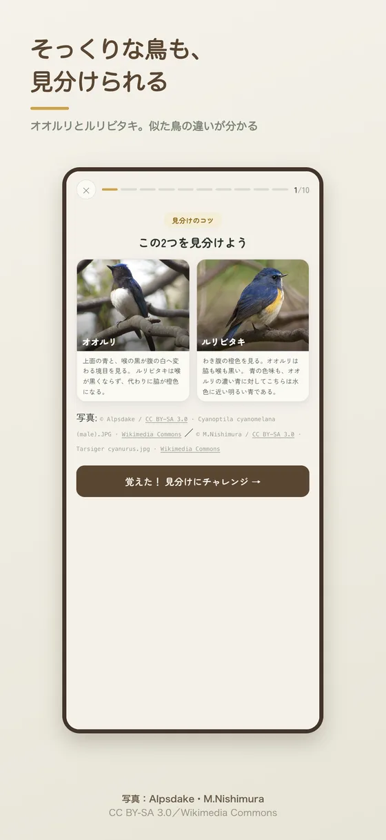 そっくりな鳥の見分け画面